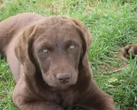 RFZF2, a female Chesapeake Bay Retriever for sale in Scottsville, KY – Photo 1 of 7