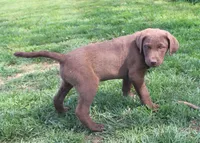 RFZF2, a female Chesapeake Bay Retriever for sale in Scottsville, KY – Photo 5 of 7
