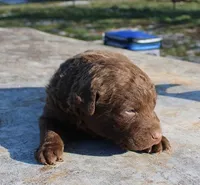 RFZM2, a male Chesapeake Bay Retriever for sale in Scottsville, KY – Photo 2 of 2