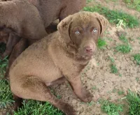 RFZM6, a male Chesapeake Bay Retriever for sale in Scottsville, KY – Photo 2 of 6