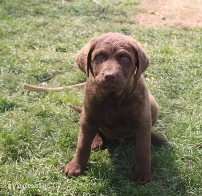 RFZM6 – Chesapeake Bay Retriever puppy for sale in Scottsville, KY