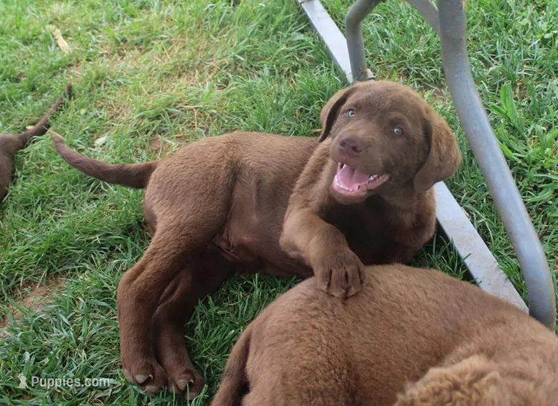 RFZM6 – Chesapeake Bay Retriever puppy for sale in Scottsville, KY