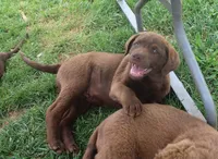 RFZM6, a male Chesapeake Bay Retriever for sale in Scottsville, KY – Photo 3 of 6