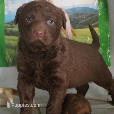 RFZM6, a male Chesapeake Bay Retriever for sale in Scottsville, KY – Photo 1 of 7