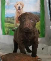 RFZM6, a male Chesapeake Bay Retriever for sale in Scottsville, KY – Photo 2 of 7