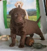 RFZM6, a male Chesapeake Bay Retriever for sale in Scottsville, KY – Photo 4 of 7