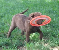 RFZM6, a male Chesapeake Bay Retriever for sale in Scottsville, KY – 2 of 8