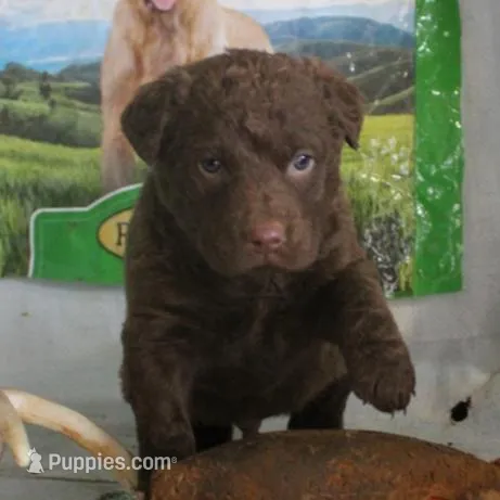 RFZM6, a male Chesapeake Bay Retriever for sale in Scottsville, KY – Photo 7 of 7