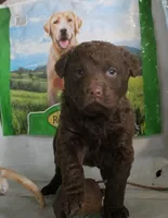 RFZM6, a male Chesapeake Bay Retriever for sale in Scottsville, KY – Photo 6 of 7