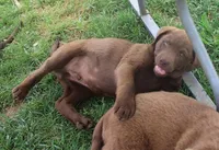 RFZM6, a male Chesapeake Bay Retriever for sale in Scottsville, KY – Photo 5 of 6