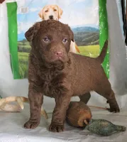 RFZM6, a male Chesapeake Bay Retriever for sale in Scottsville, KY – Photo 5 of 7