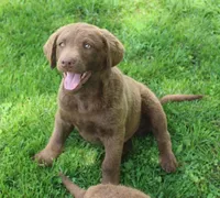 RFZM6, a male Chesapeake Bay Retriever for sale in Scottsville, KY – Photo 1 of 6