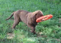 RFZM6, a male Chesapeake Bay Retriever for sale in Scottsville, KY – 8 of 8