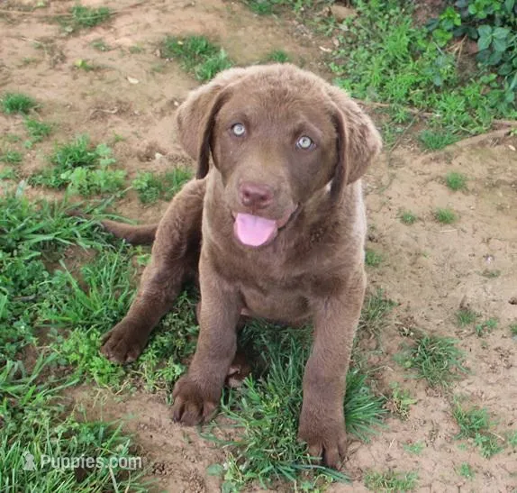 RFZM6 – Chesapeake Bay Retriever puppy for sale in Scottsville, KY