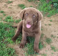 RFZM6, a male Chesapeake Bay Retriever for sale in Scottsville, KY – 1 of 8