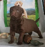 RFZM6, a male Chesapeake Bay Retriever for sale in Scottsville, KY – Photo 3 of 7