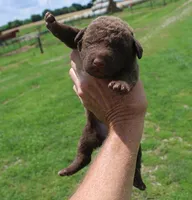 RFKF4, a female Chesapeake Bay Retriever for sale in Scottsville, KY – 3 of 5