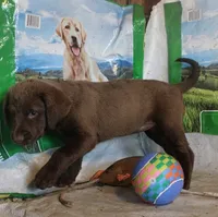 RFBF5, a female Chesapeake Bay Retriever for sale in Scottsville, KY – 2 of 5
