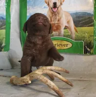 RFPM1, a male Chesapeake Bay Retriever for sale in Scottsville, KY – Photo 5 of 8