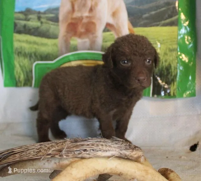 RFPM4 – Chesapeake Bay Retriever puppy for sale in Scottsville, KY