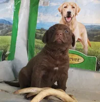 RFPM1, a male Chesapeake Bay Retriever for sale in Scottsville, KY – Photo 4 of 8