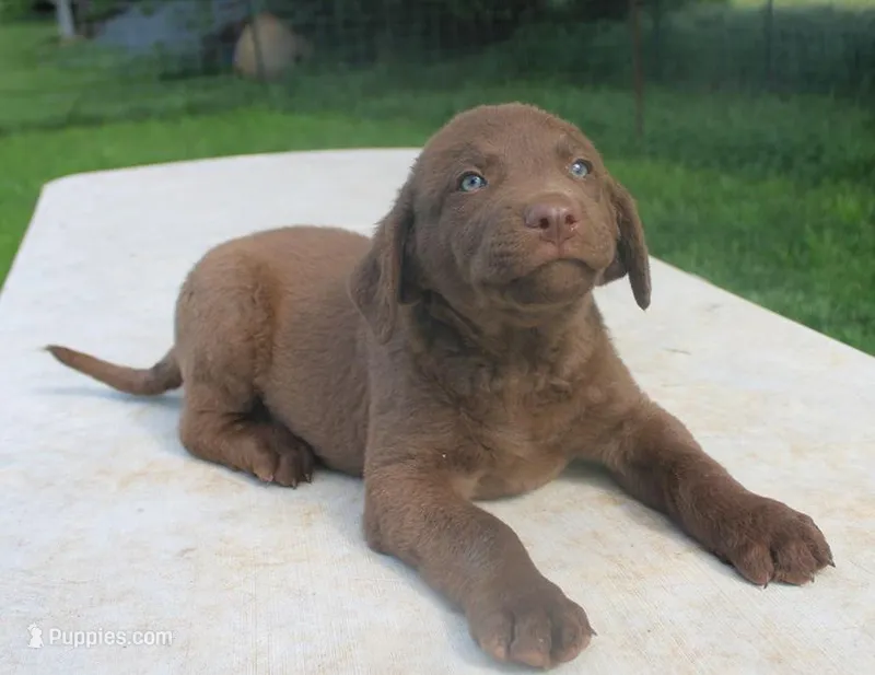 RFPM1 – Chesapeake Bay Retriever puppy for sale in Scottsville, KY