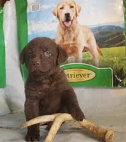 RFPM1, a male Chesapeake Bay Retriever for sale in Scottsville, KY – Photo 7 of 8