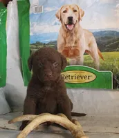 RFPM1, a male Chesapeake Bay Retriever for sale in Scottsville, KY – Photo 3 of 8