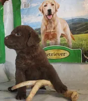 RFPM1, a male Chesapeake Bay Retriever for sale in Scottsville, KY – Photo 6 of 8