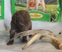 RFPM4, a female Chesapeake Bay Retriever for sale in Scottsville, KY – Photo 2 of 2