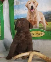 RFPM1, a male Chesapeake Bay Retriever for sale in Scottsville, KY – Photo 8 of 8