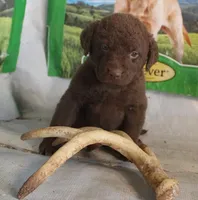 RFPM1, a male Chesapeake Bay Retriever for sale in Scottsville, KY – Photo 2 of 8