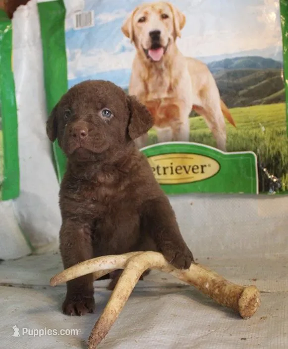 RFPM1 – Chesapeake Bay Retriever puppy for sale in Scottsville, KY