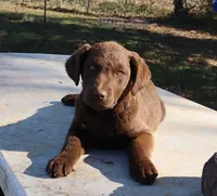RFAF5, a female Chesapeake Bay Retriever for sale in Scottsville, KY – 3 of 7
