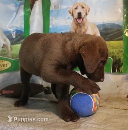 RFBF5 – Chesapeake Bay Retriever puppy for sale in Scottsville, KY
