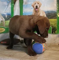 RFBF5, a female Chesapeake Bay Retriever for sale in Scottsville, KY – 1 of 5