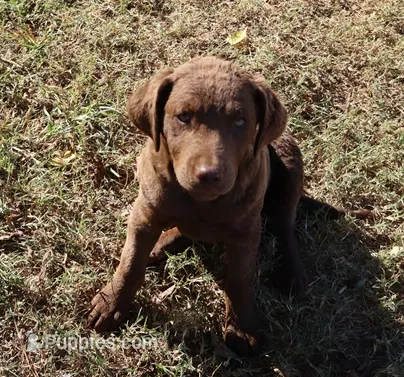 RFAF6 – Chesapeake Bay Retriever puppy for sale in Scottsville, KY