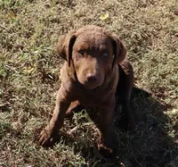 RFAF6, a female Chesapeake Bay Retriever for sale in Scottsville, KY – 1 of 6