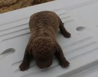 processed/3a884b3b-e035-4c31-9487-6dd4f369db1c/listing/ec0833e2-cd9d-4db1-bffe-0f506a941aee/be1554c3-1310-4139-8e8f-9c8a9f3ca464