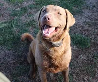 RFKF1, a female Chesapeake Bay Retriever for sale in Scottsville, KY – 3 of 4