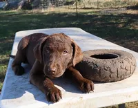 RFAF4, a female Chesapeake Bay Retriever for sale in Scottsville, KY – 8 of 9