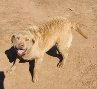 RFKM2, a female Chesapeake Bay Retriever for sale in Scottsville, KY – 4 of 4