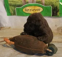 RFAF3, a female Chesapeake Bay Retriever for sale in Scottsville, KY – 2 of 4