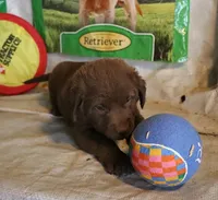 RFZM2, a male Chesapeake Bay Retriever for sale in Scottsville, KY – 6 of 10