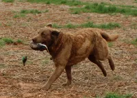 RFAM2, a female Chesapeake Bay Retriever for sale in Scottsville, KY – 4 of 5