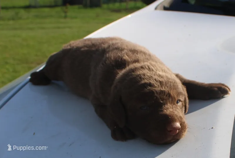 RFKF3 – Chesapeake Bay Retriever puppy for sale in Scottsville, KY