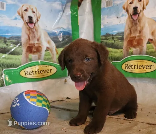 RFAM1 – Chesapeake Bay Retriever puppy for sale in Scottsville, KY