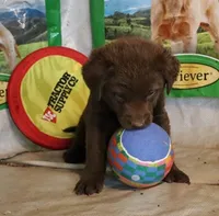 RFZM2, a male Chesapeake Bay Retriever for sale in Scottsville, KY – 9 of 10