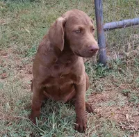 RFBF7, a female Chesapeake Bay Retriever for sale in Scottsville, KY – 2 of 6