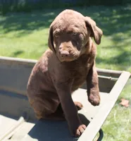 RFPF3, a female Chesapeake Bay Retriever for sale in Scottsville, KY – 7 of 7